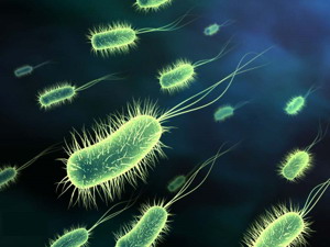 Bacteria. Перевод Bacteria. Изучение