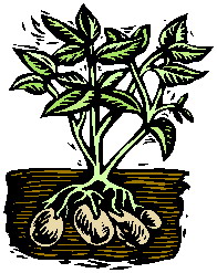 Potato. Перевод Potato. Изучение