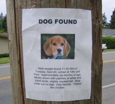 dog found