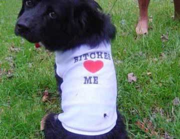 bitches