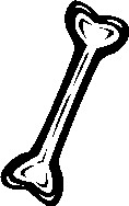 Bone. Перевод Bone. Изучение