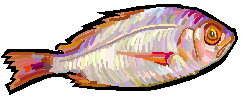 Fish. Перевод Fish. Изучение